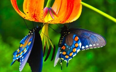 donde se encuentra la mariposa mas grande del mundo un espectaculo volador