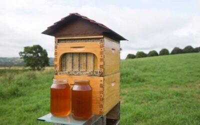 donde se encuentran las abejas mas productivas fabricas de miel