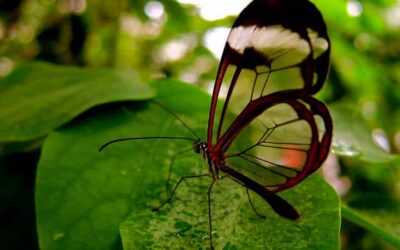 donde se encuentran las mariposas mas coloridas el carnaval de la naturaleza