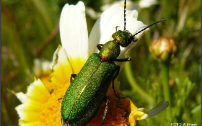 donde se encuentran los insectos mas utiles para los humanos aliados inesperados