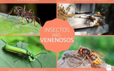 donde se encuentran los insectos mas venenosos bellezas mortales