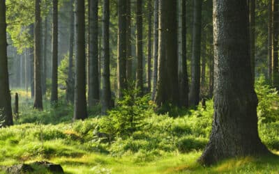 donde se pueden encontrar los bosques mas antiguos y cual es su importancia para la biodiversidad