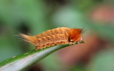 donde viven los insectos mas mortiferos peligro en miniatura