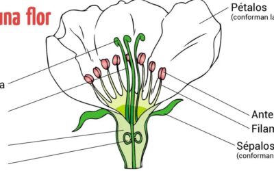 donde y como se producen las flores en la planta