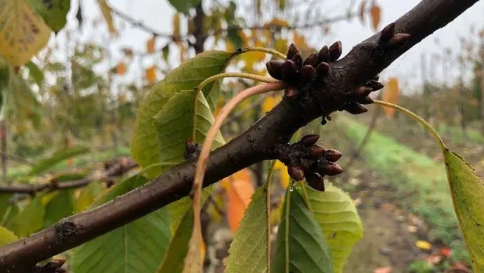 dormancia de las plantas 2