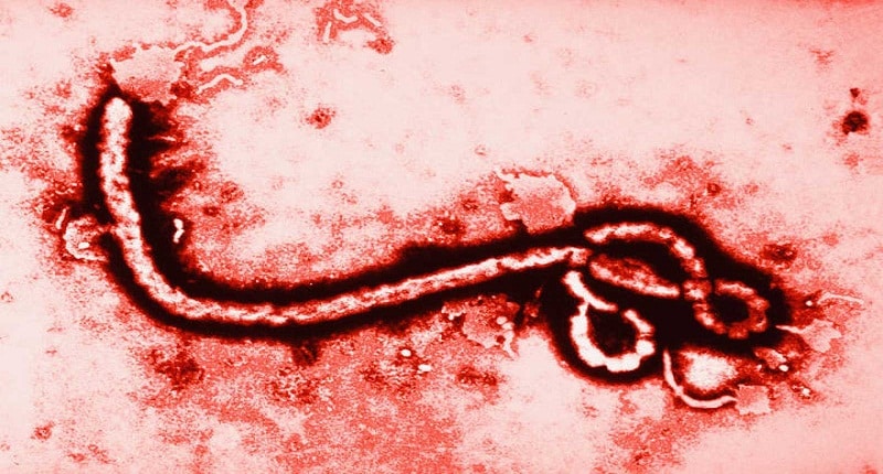 ebola.