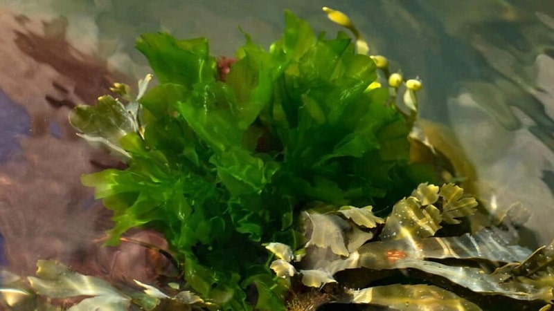 ecologia de las algas
