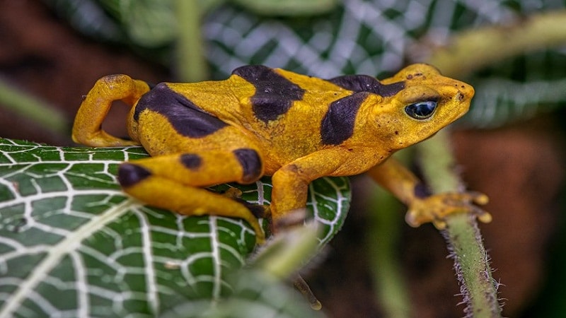 ecologia de las enfermedades