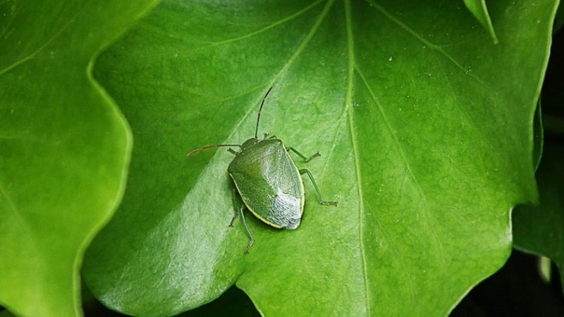 ecologia de las plagas