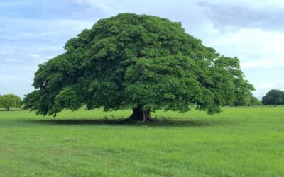 en que parte del arbol ocurre la produccion de madera