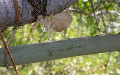 en que parte del arbol ocurre la produccion de resina