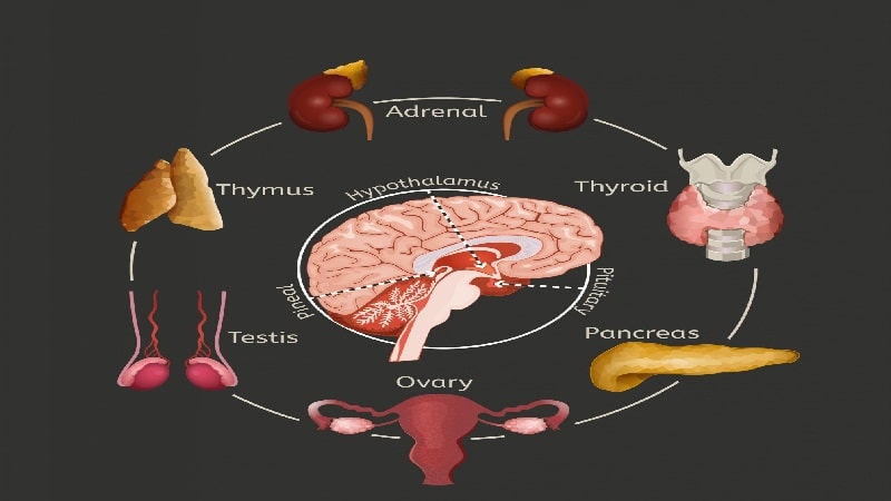 endocrino 1