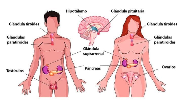 endocrino 2