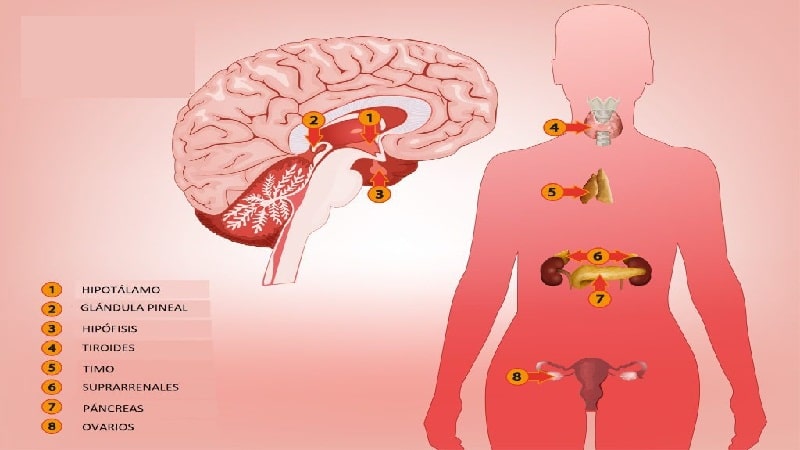 endocrino