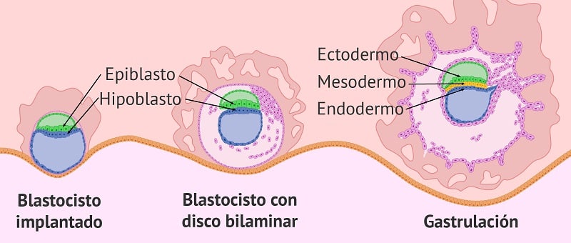 endodermo 2