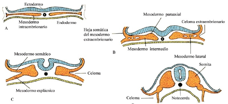 endodermo