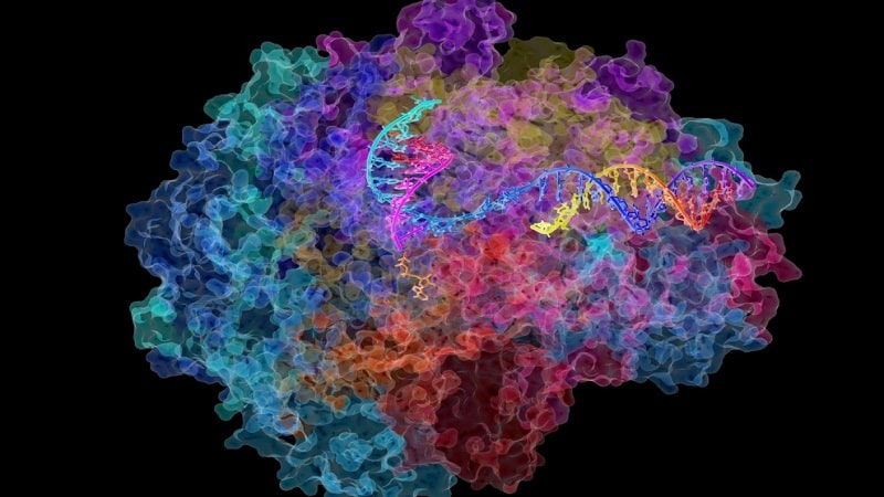 enzima ARN p