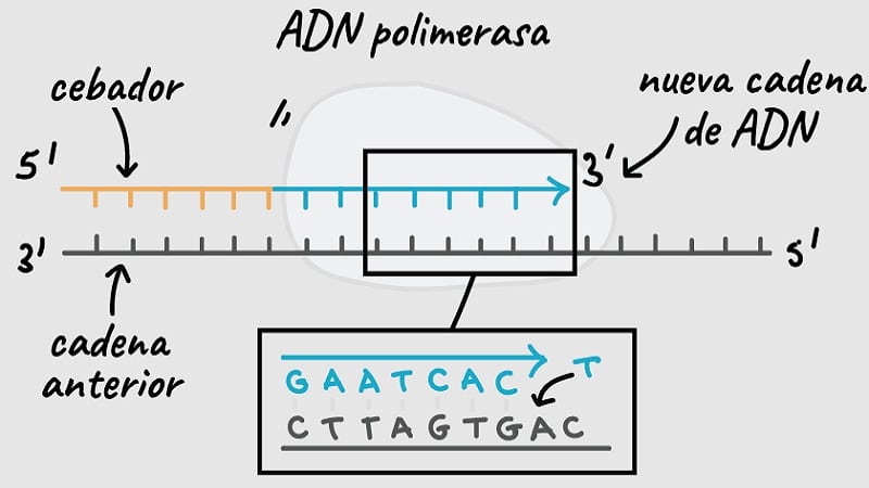 enzima DNA polimerasa
