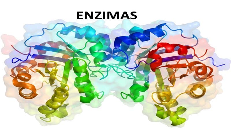 enzimas1