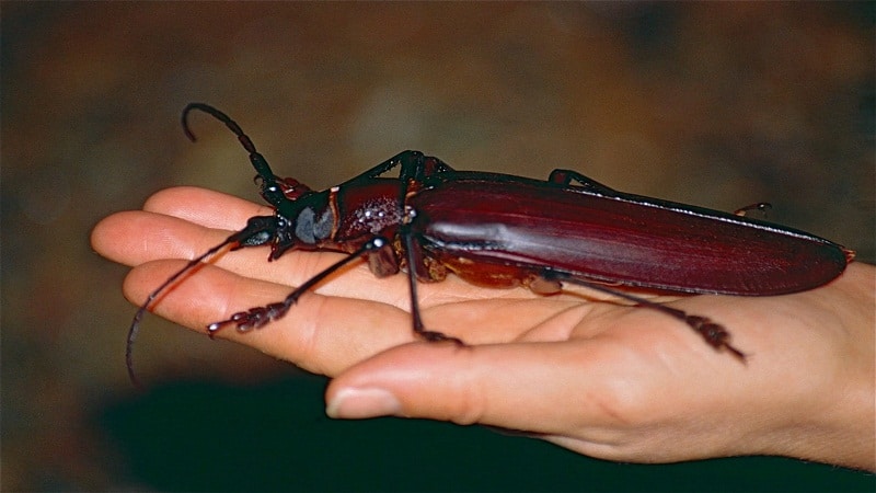 escarabajo raros