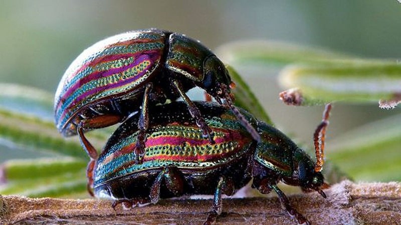 escarabajos raros