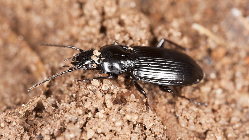 escarabajos1