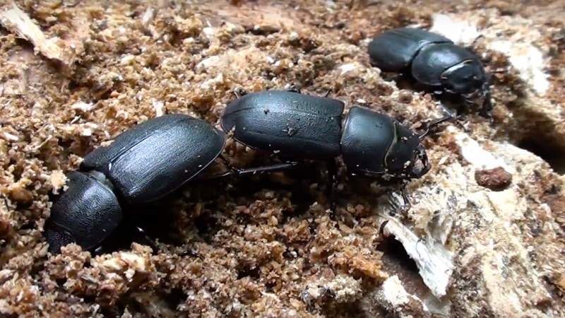 escarabajos2