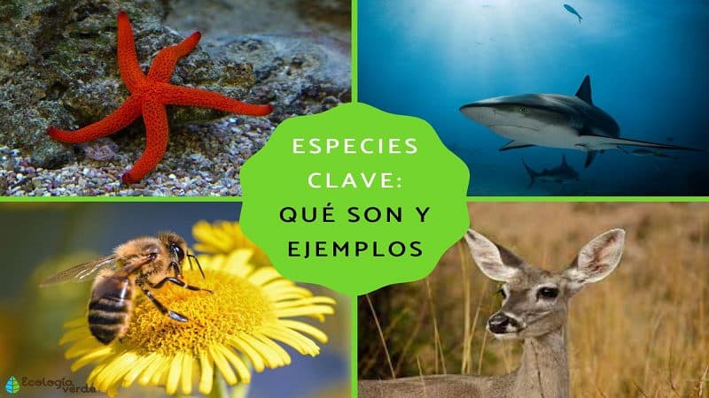 especies claves1