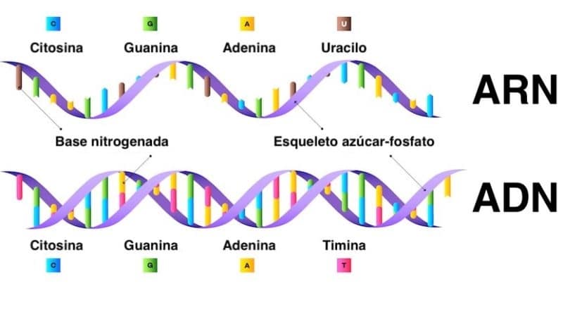 estructura de los acidos nucleicos