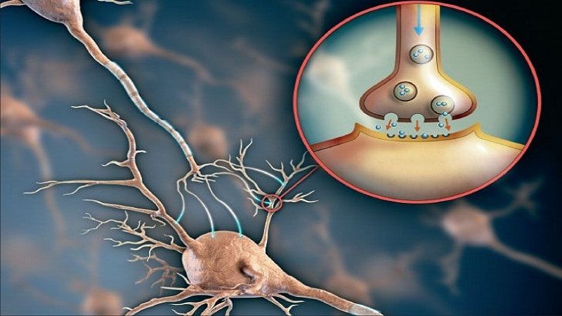 felicidad y cerebro