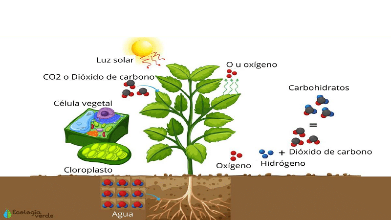 fotosintesis 1