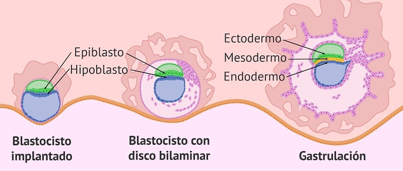 gastrulacion 2