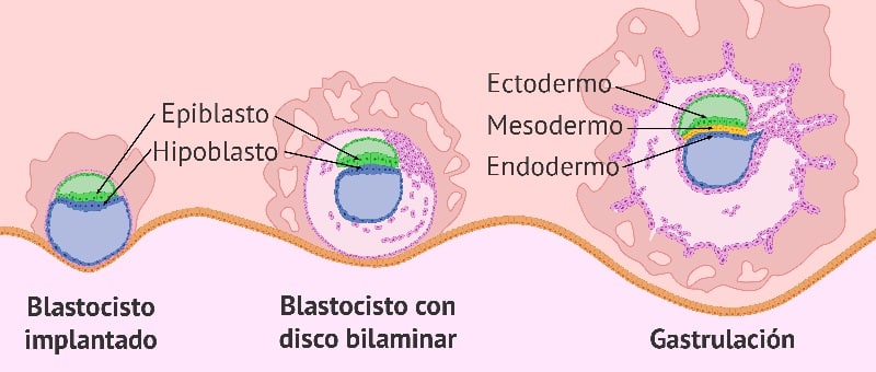 gastrulacion 5