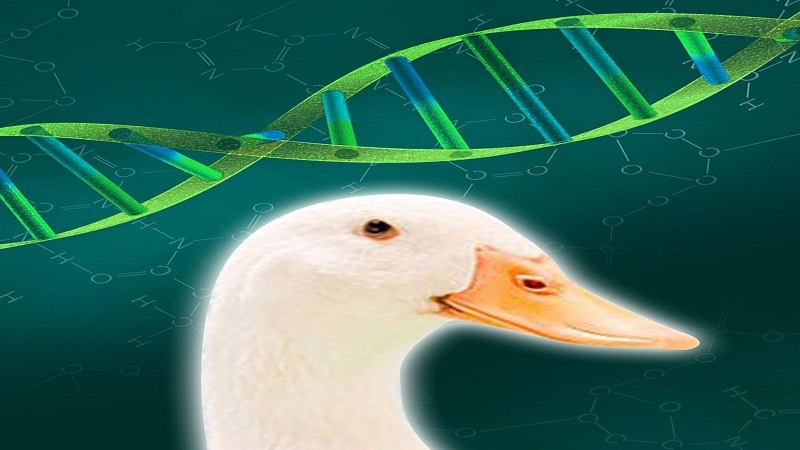 genomas de ave