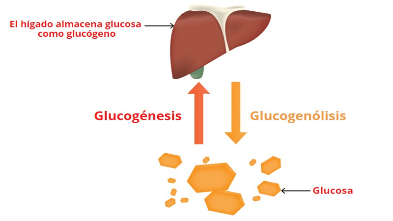 gluco