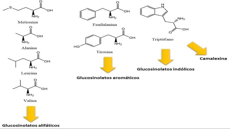 glucosinolato