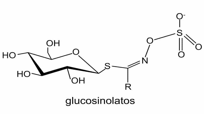 glucosinolatos 1