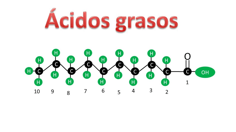 grasos 1