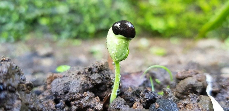 gravitropismo en las plantas 2