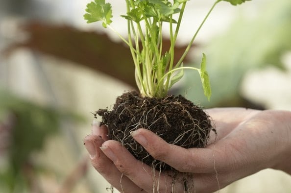 gravitropismo en las plantas