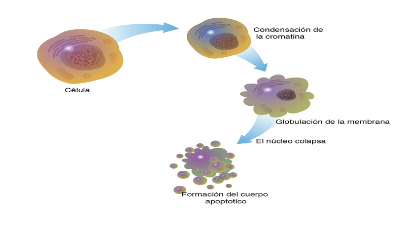 homeostasis celular