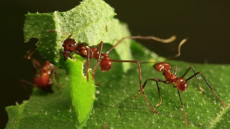 hormigas en el ecosistema