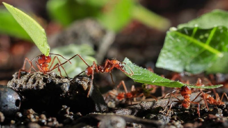 hormigas en el ecosistema