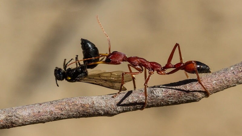 hormigas fuertes