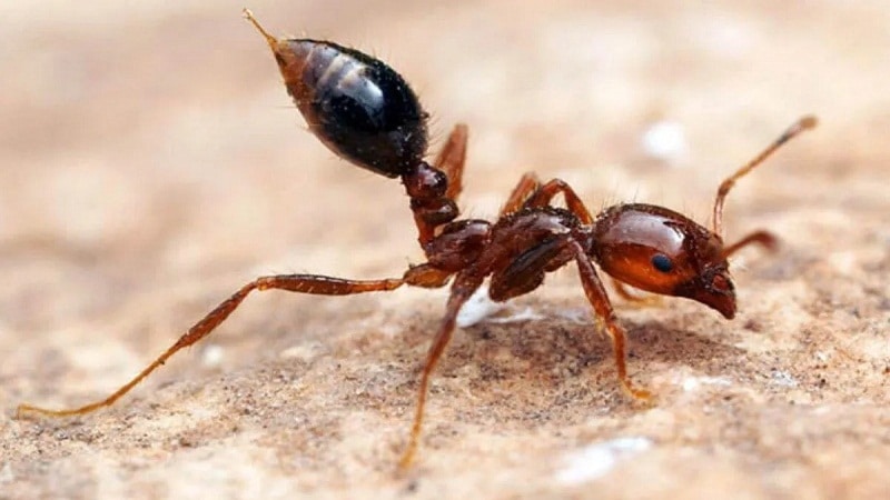 hormigas roja