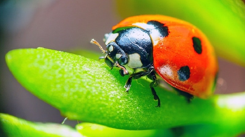 importancia de los insectos cadena alimenticia