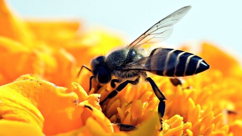 importancia de los insectos en cadena alimenticia