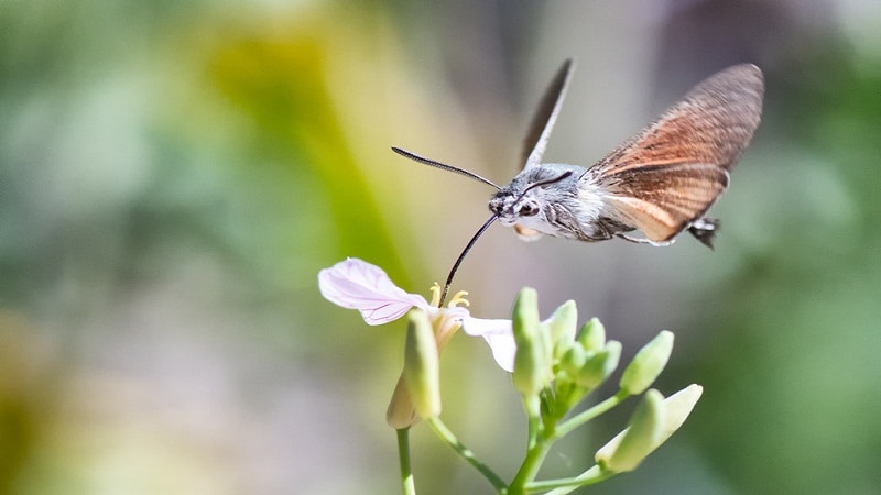 insecto poliniza