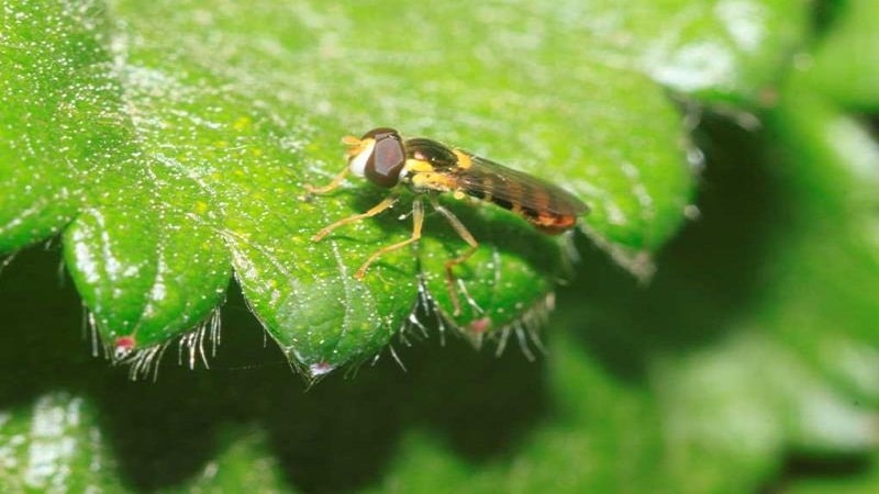 insectos agricultura