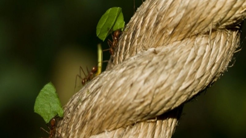 insectos beneficiosos humanos